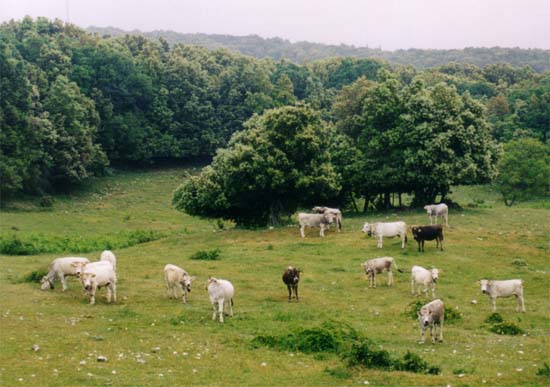 P�ninsule du Gargano : parc national et for�t Umbra