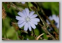 fiore di abruzzo