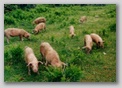 cochons
