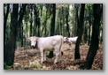 vache