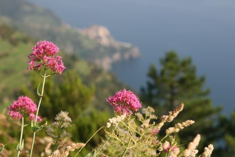 cinque_terre_italie_8242.jpg