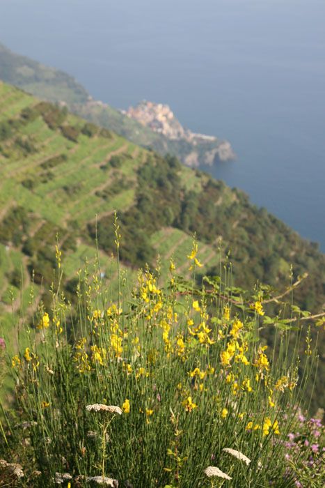 cinque_terre_italie_8246.jpg