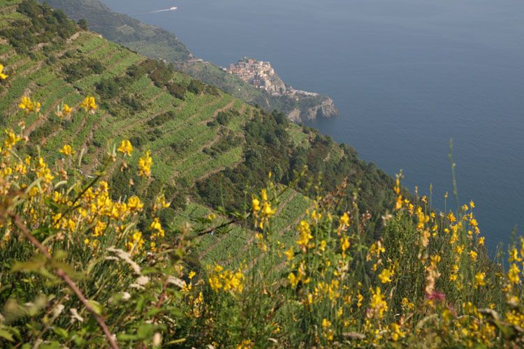 cinque_terre_italie_8248.jpg