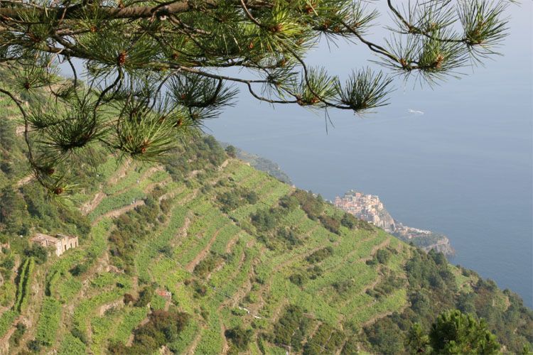 cinque_terre_italie_8251.jpg