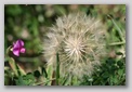 monti sibillini - fiore