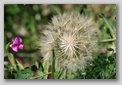 monti sibillini - fiore