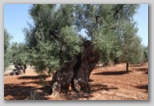 Ostuni - Pouilles