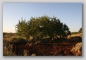 campagne des Pouilles