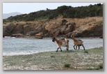 costa del sud sardaigne
