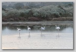 pula flamands roses