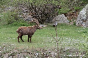 mouflon-mediterraneen-monte-argentera_0425