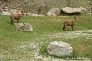 muflone-parco-alpi-marittime-monte-argentera_0460