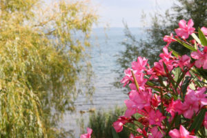 Fotografie del lago di Bolsena