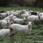 Pecore di Sardegna