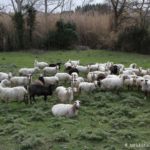 Pecore di Sardegna