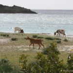 Côte sud de Sardaigne