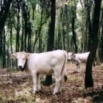 Vacche Gargano