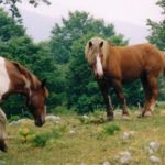 Cavalli Gargano
