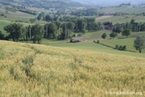 paesaggio-del-monferrato_6399