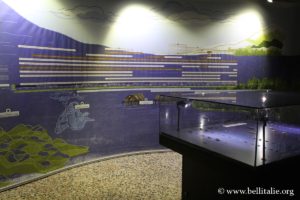 preistoria-laghi-museo-archeologico-varese_7256